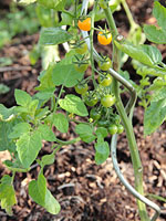 Solanum spontaneum