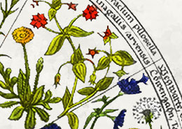 Een bloem voor elk uur: de bloemenklok van Linnaeus
