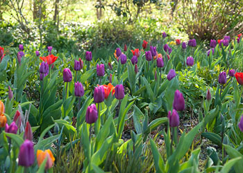 Afbeelding: Tulpen voor verwildering