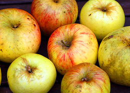 Afbeelding: Onze appels
