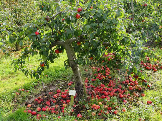 Onderstam appelboom