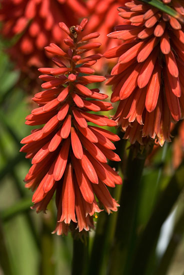 Kniphofia ’Wol’s Red Seedling’