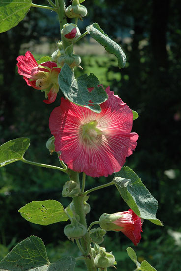 Stokroos - Alcea rosea